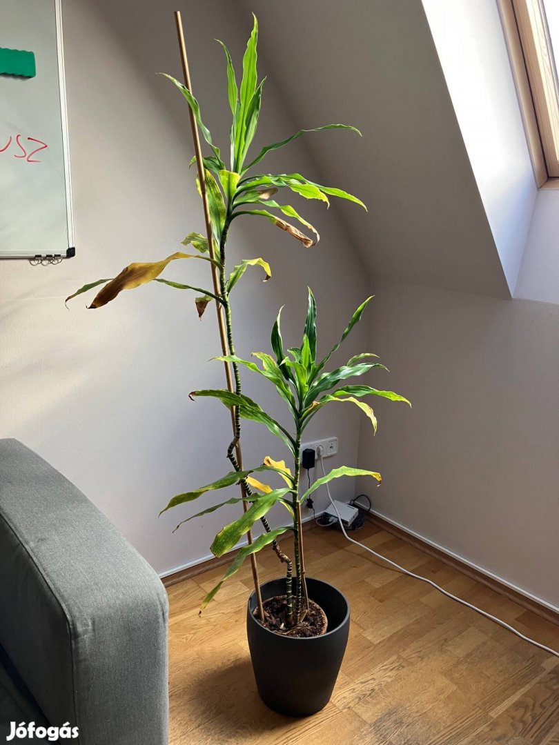 Dracaena szobanövény