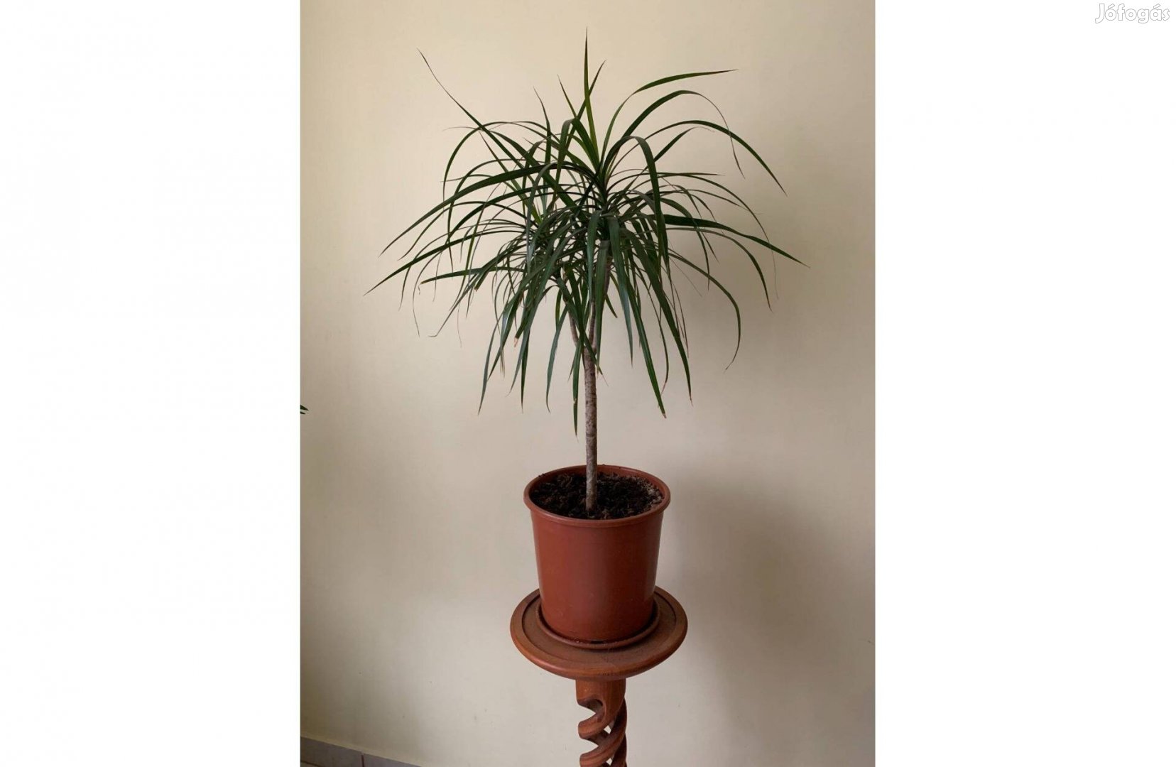 Dracéna / Sárkányfa / Dracaena