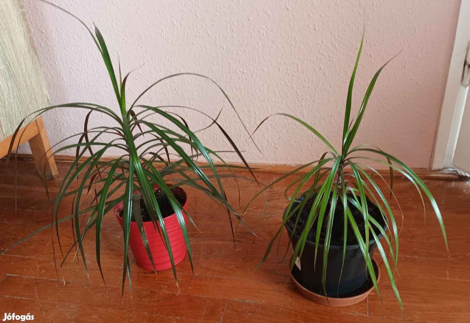 Dracena, sárkányfa eladó