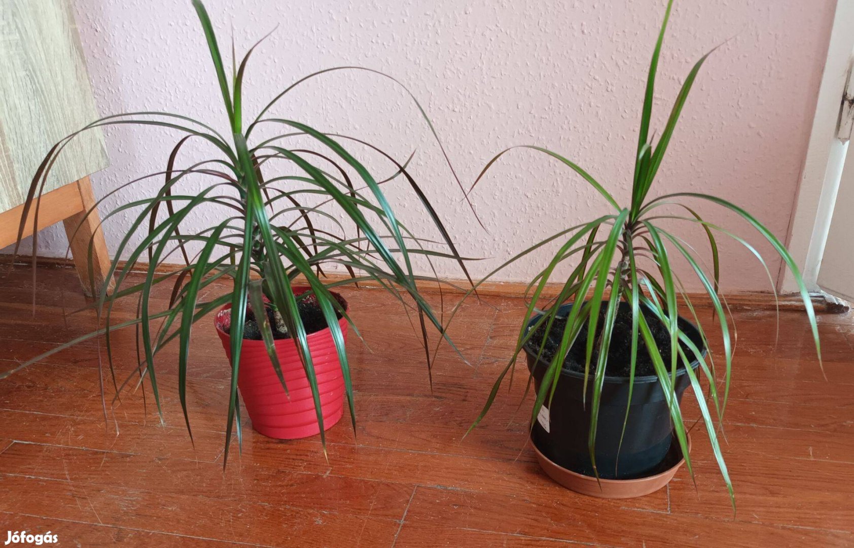 Dracena, sárkányfa eladó