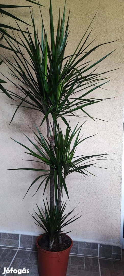 Dracena három törzses ( sárkányfa )