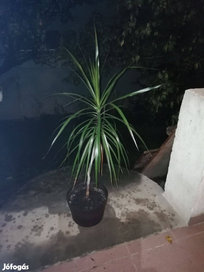 Dracena szobanövény