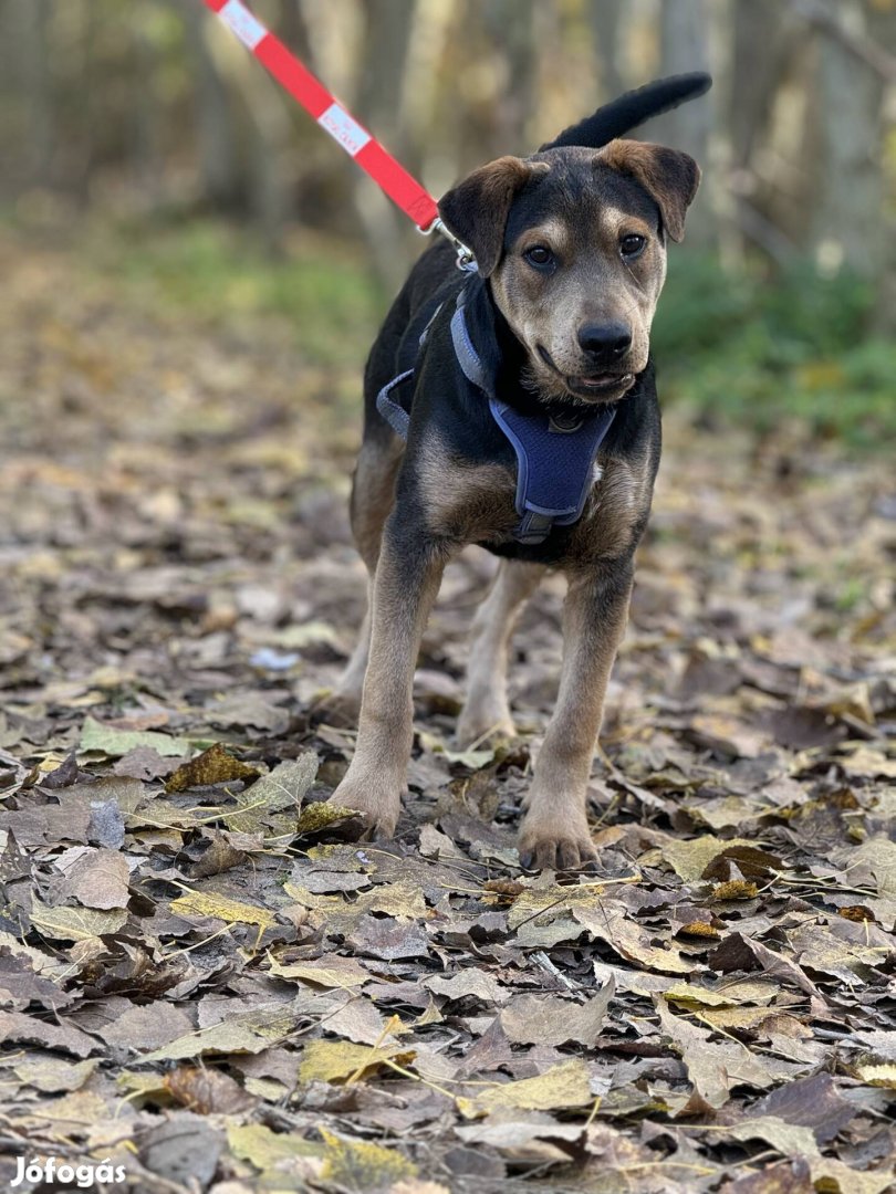 Draco 6 hónapos shar pei keverék kan