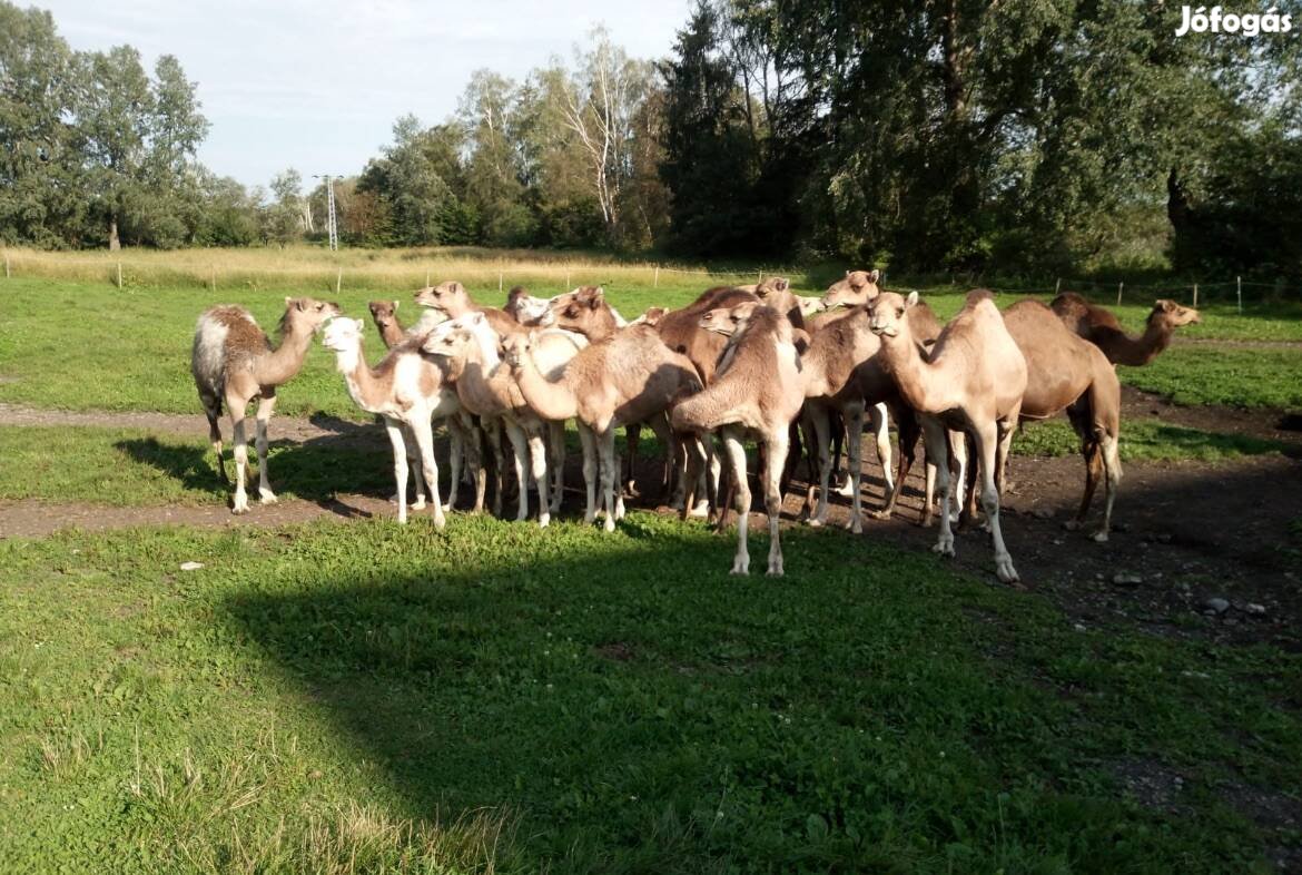 Dromedar Kanca, csődör, csikók