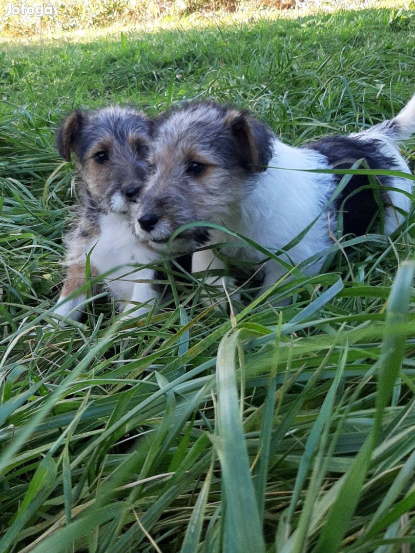 Drótszőrű foxterrier eladó