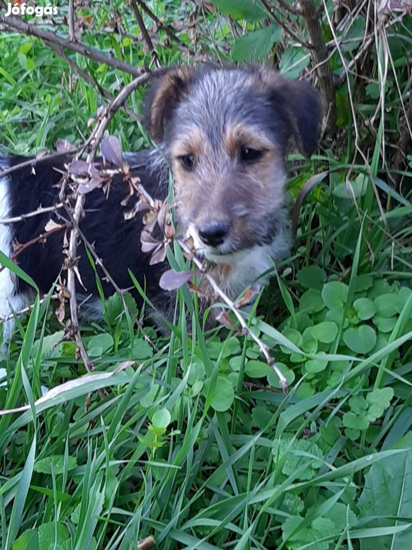 Drótszőrű foxterrier kölykök eladók