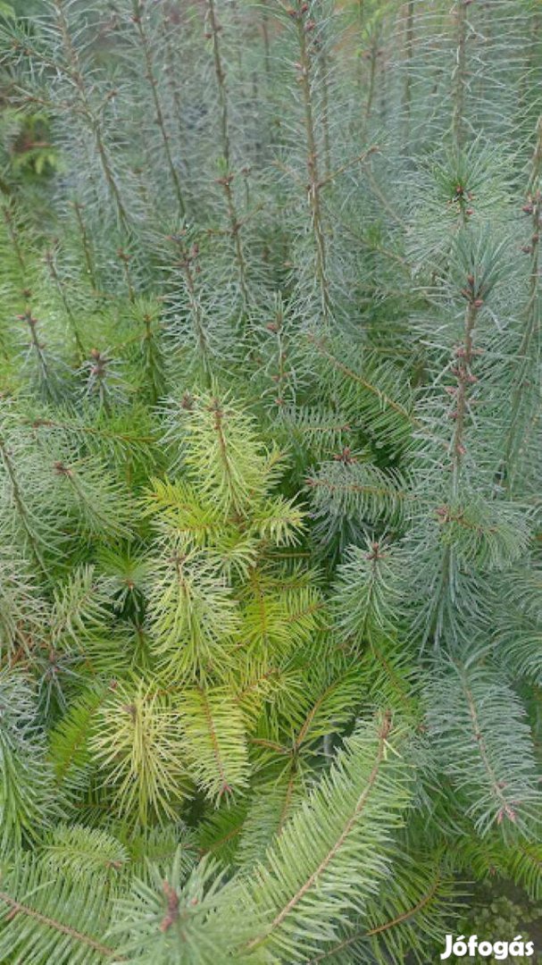 Duglasz fenyő kont.eladó