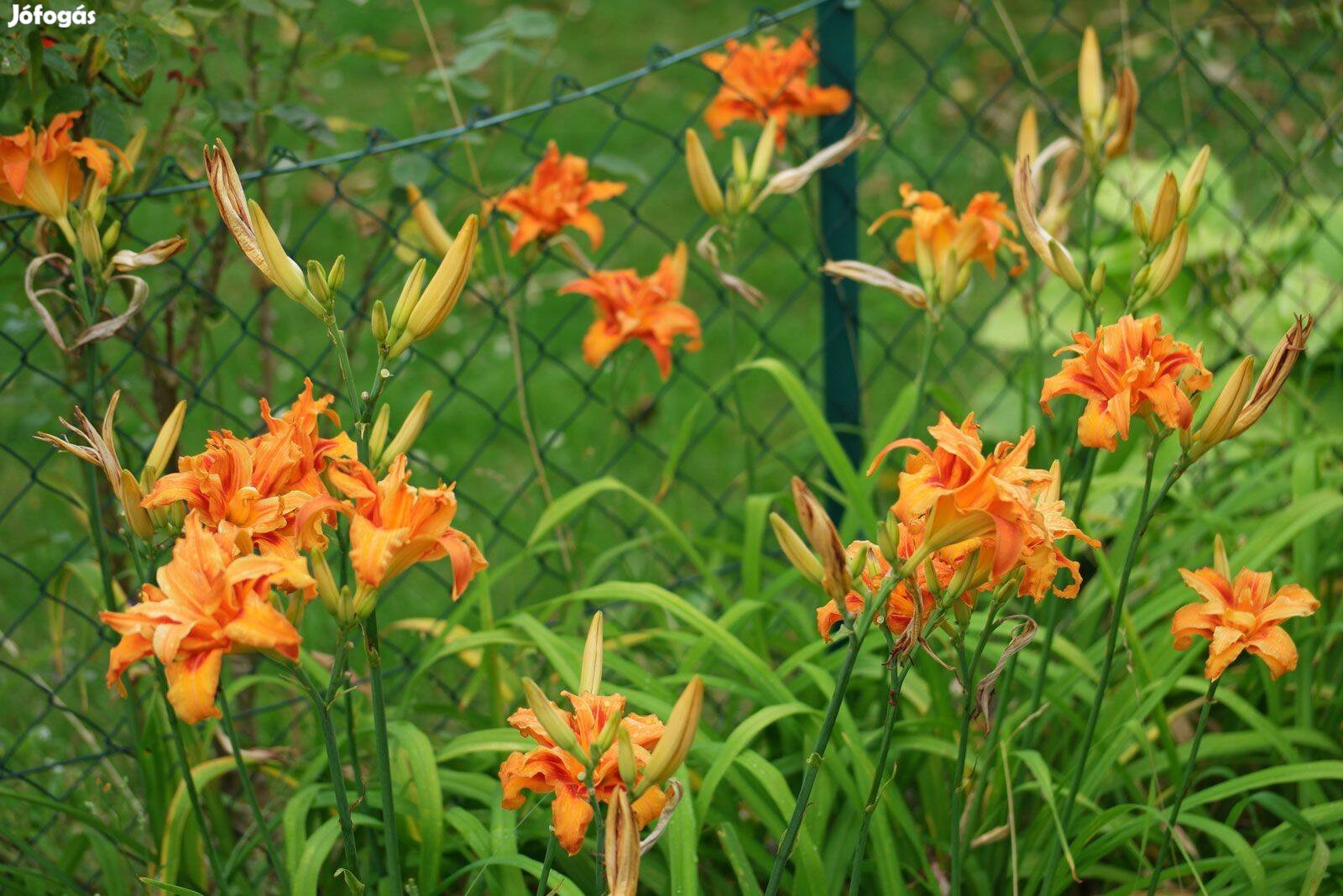 Dupla rezes sásliliom Hemerocallis fulva