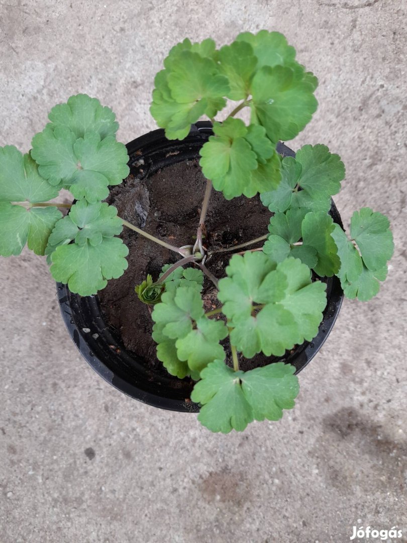 Duplavirágú harangláb.