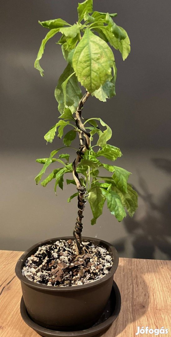 Duranta pre-bonsai