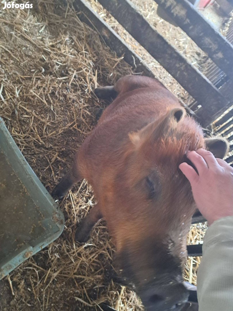 Duroc 7 hónapos kan sertés, disznó, malac eladó