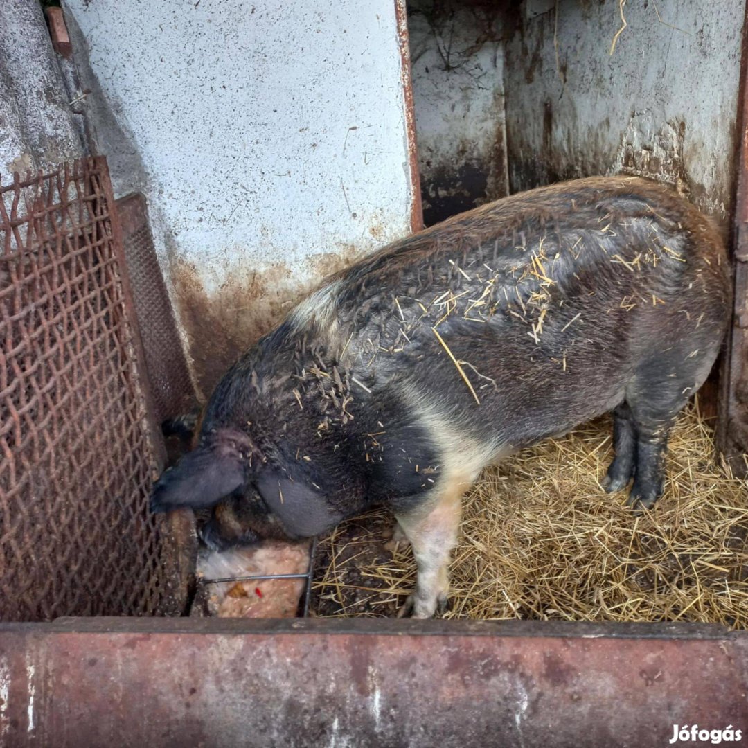 Duroc-Mangalica hizók eladók