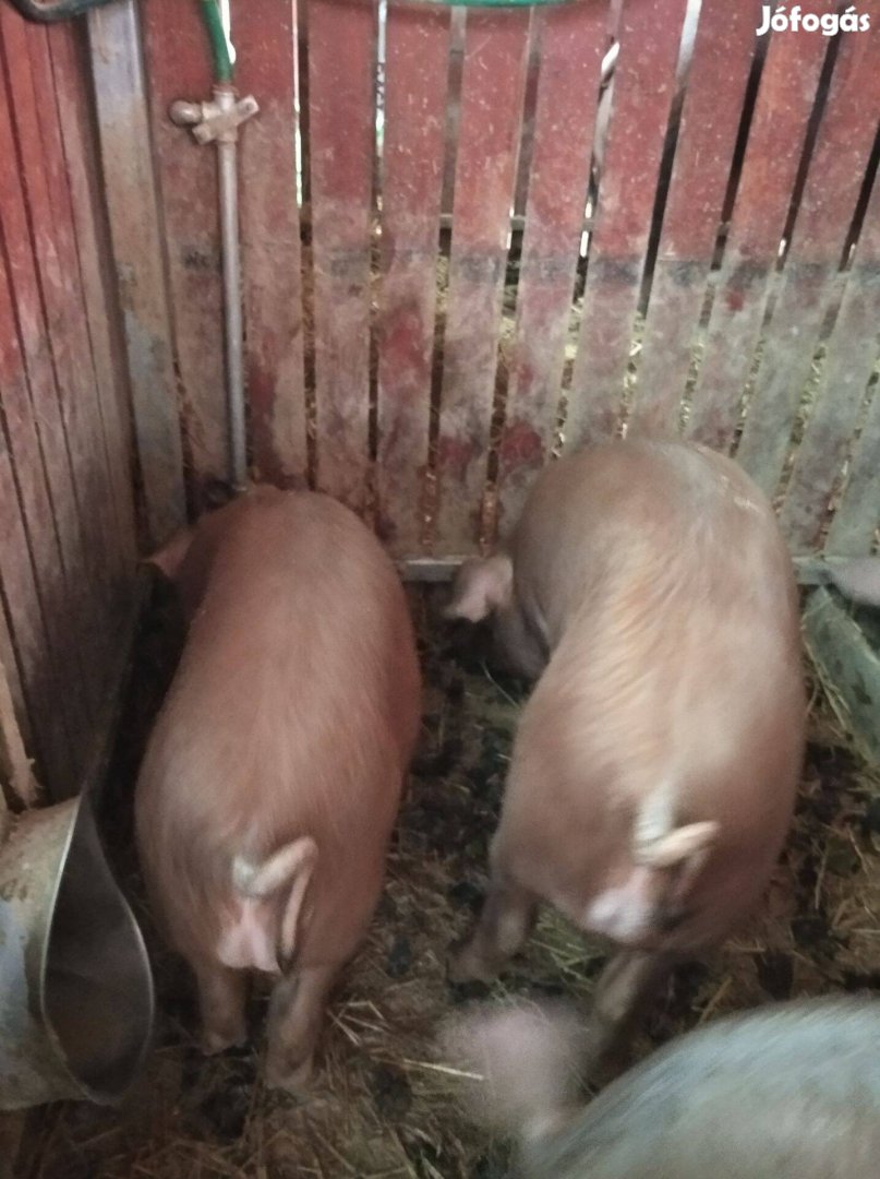 Duroc X Duroc kansüldők eladók Nyíregyházán (01.08-ig kanok)