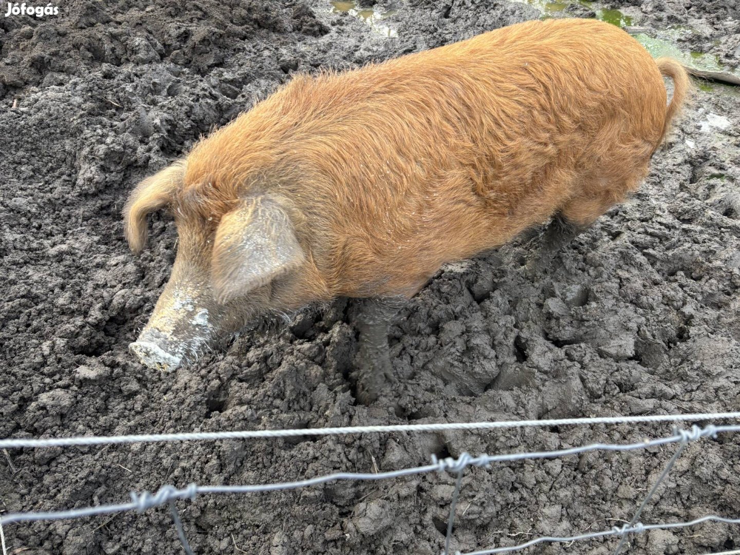 Duroc X Mangalica hizo
