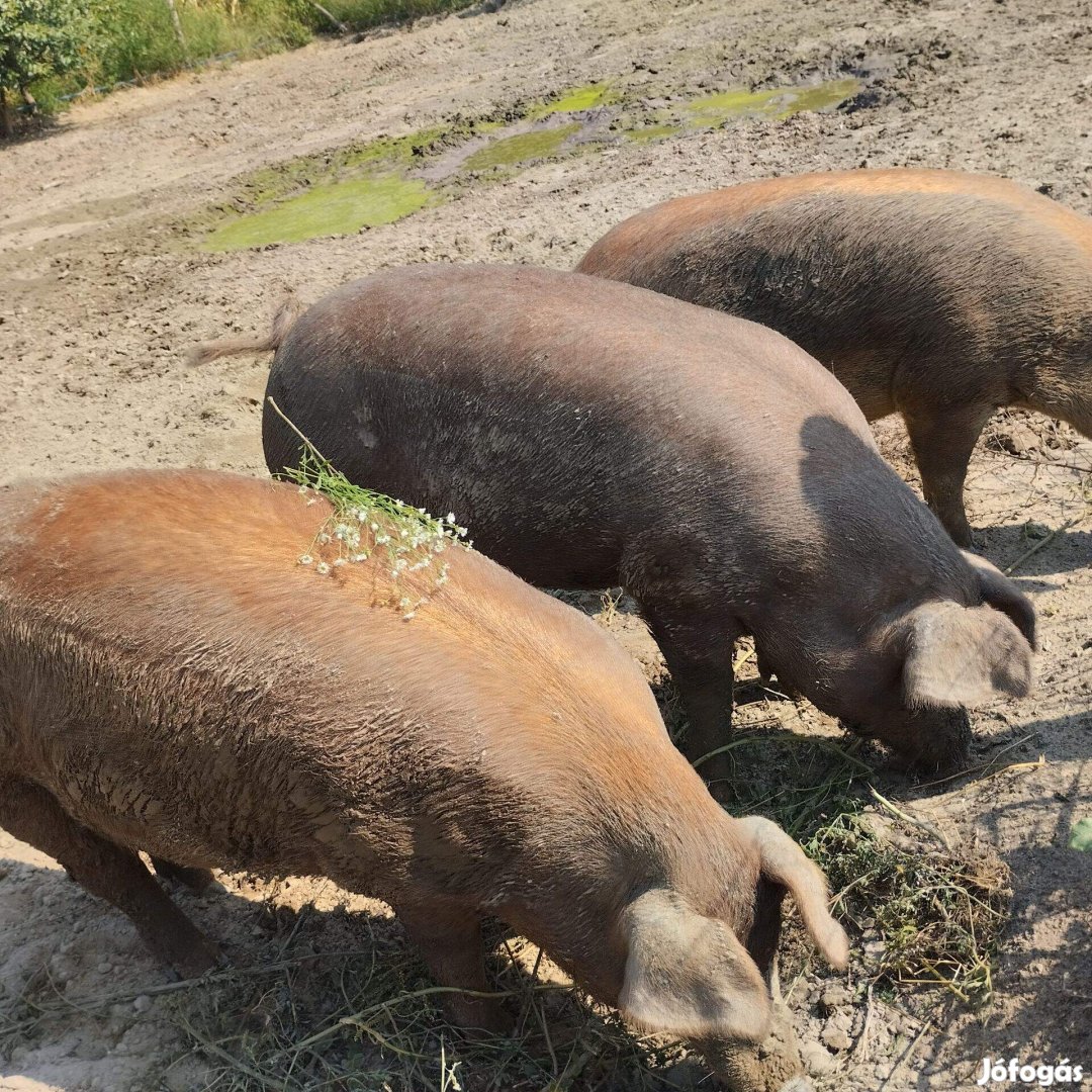 Duroc - mangalica kan