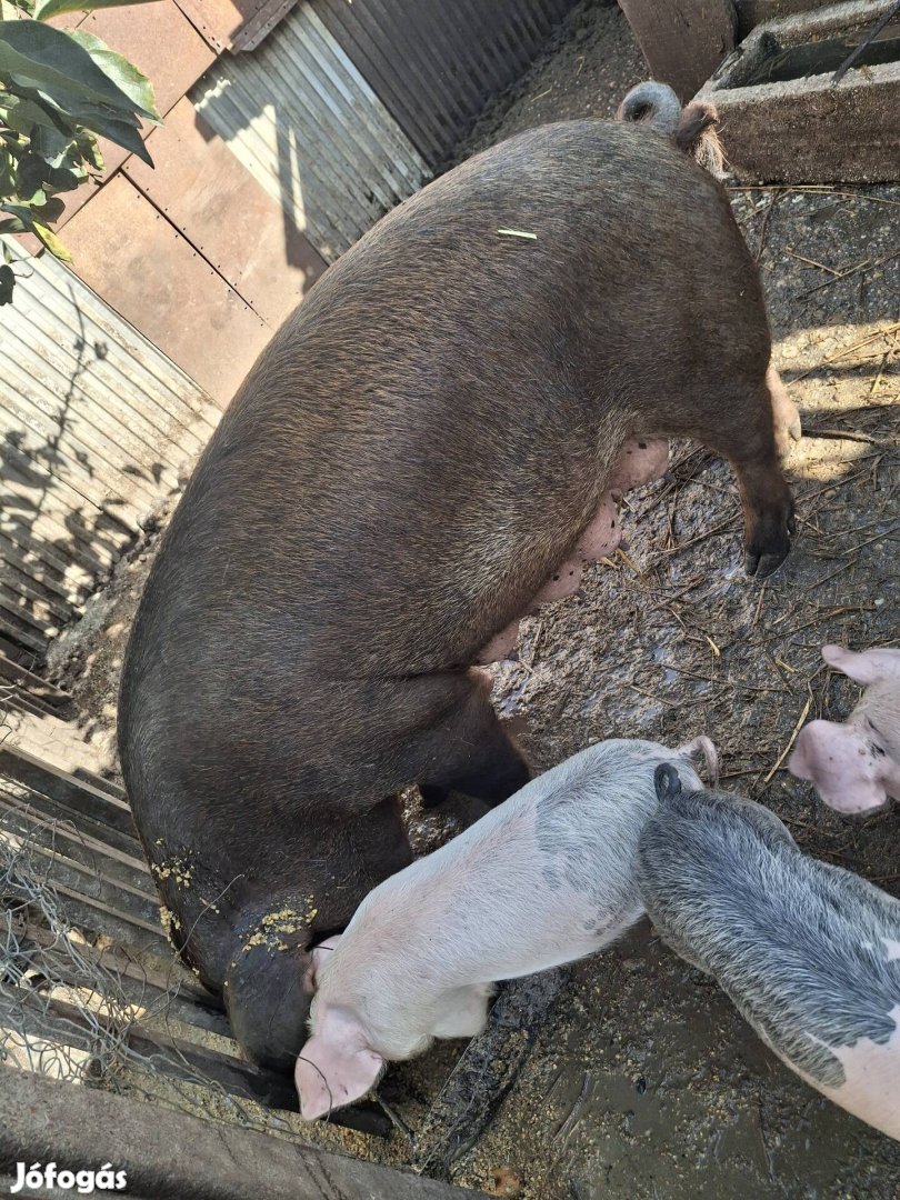 Duroc× turcsi koca 160 kg körüli 