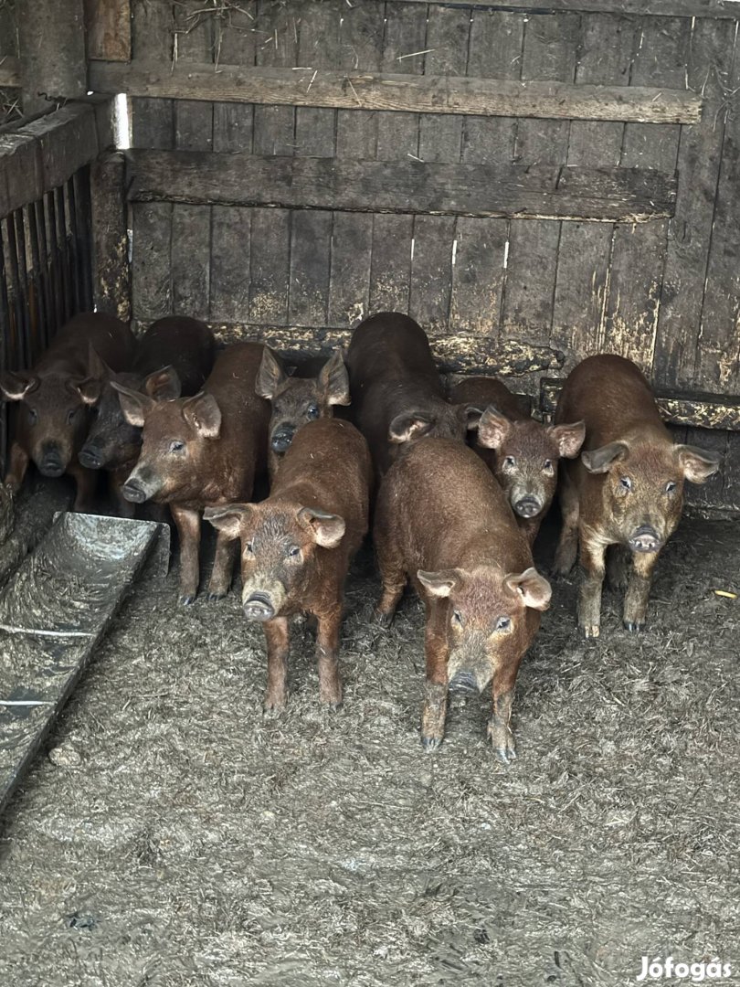 Duroc és Mangalica, hím és nőstény, kis és nagy méretben eladók!!