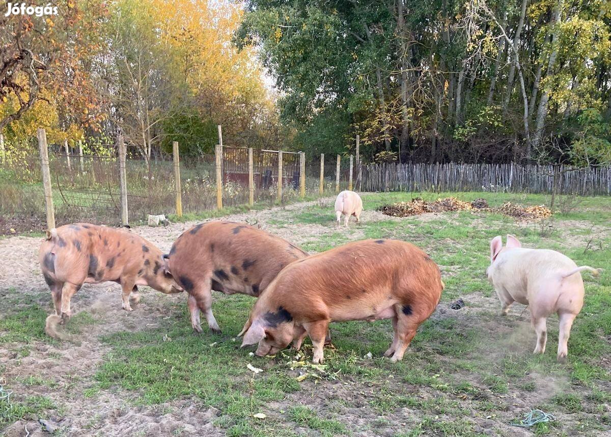 Duroc és magyar nagyfehér hízó sertések