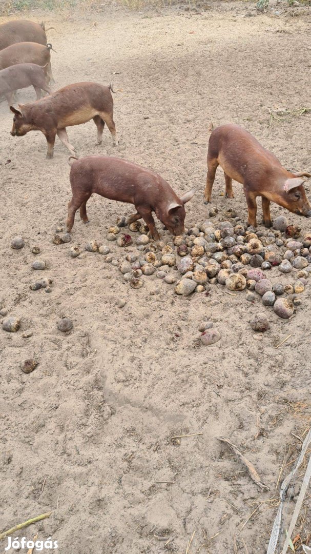 Duroc és pindur malacok és süldők eladók