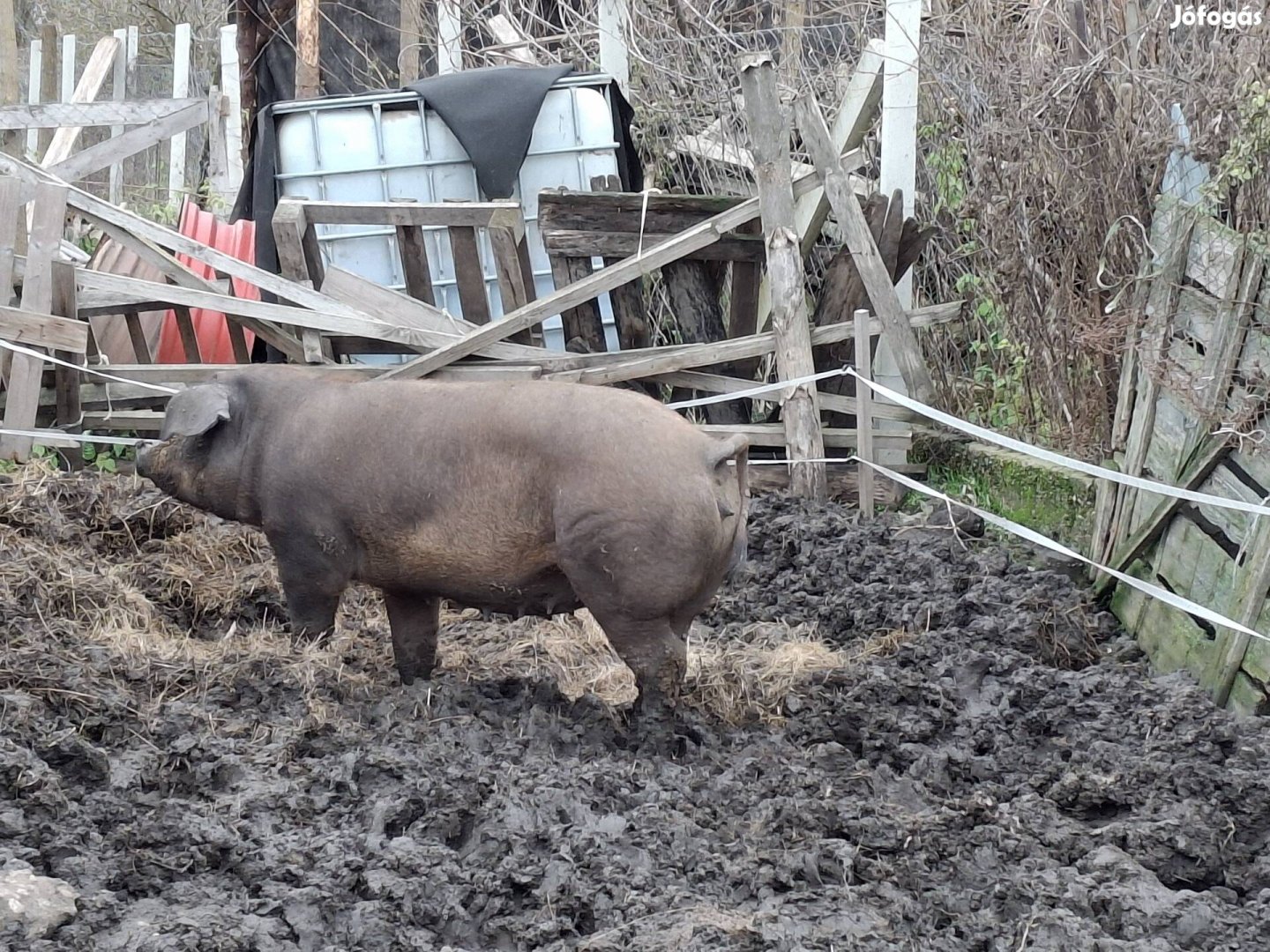 Duroc hízó eladó