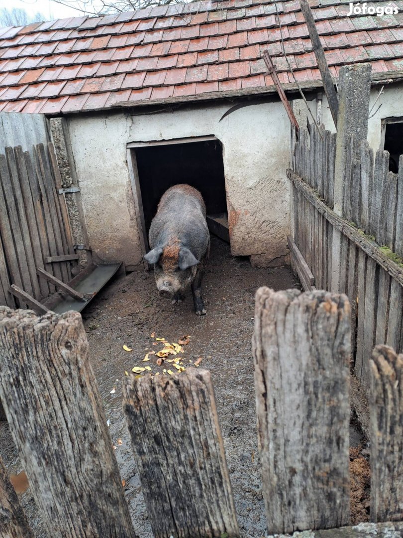 Duroc hízó eladó