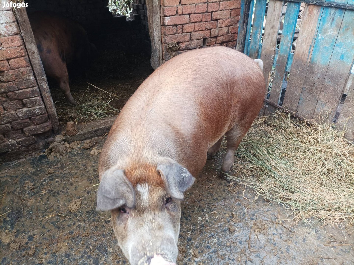 Duroc hízó eladó