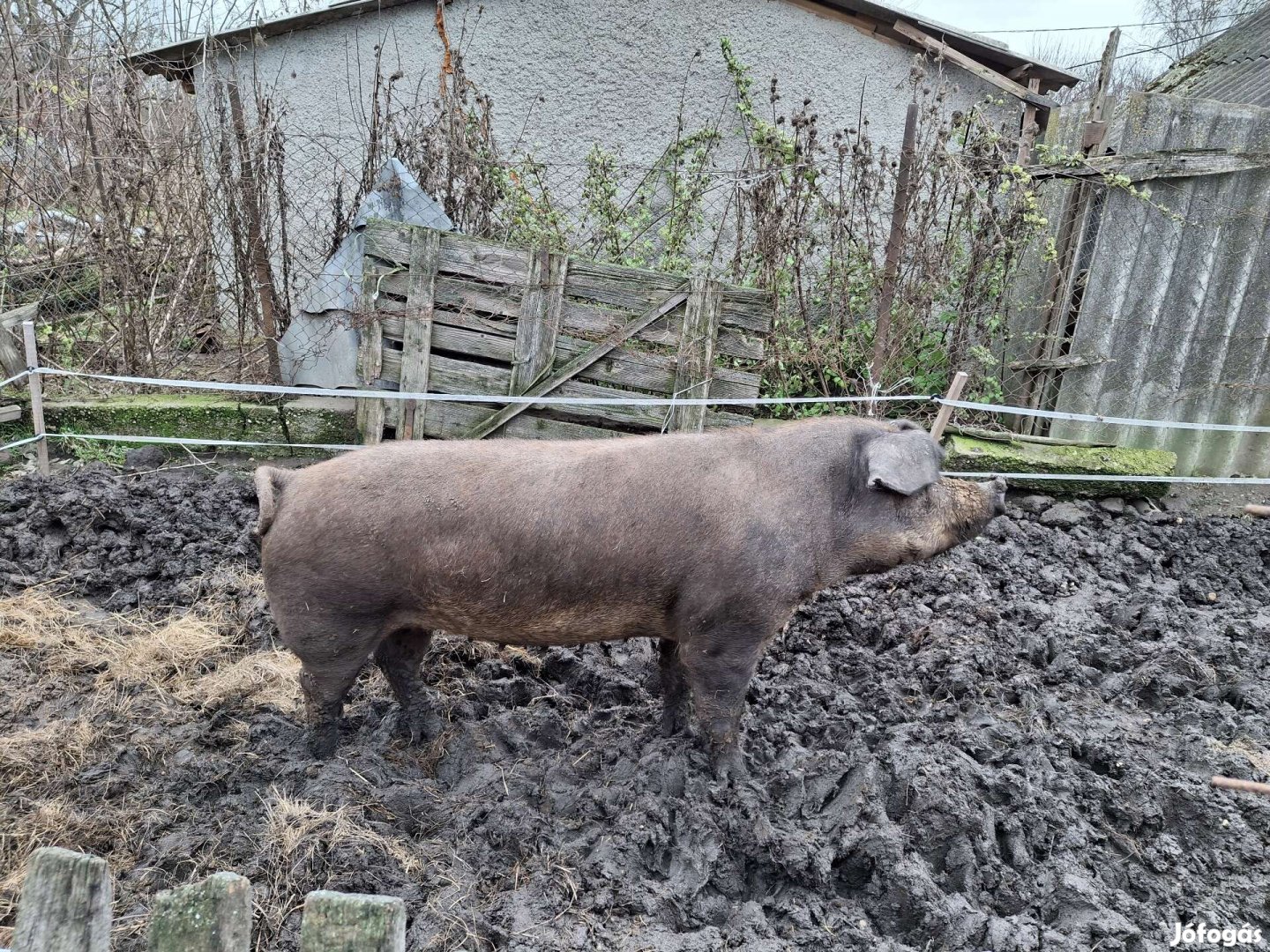 Duroc hízó eladó