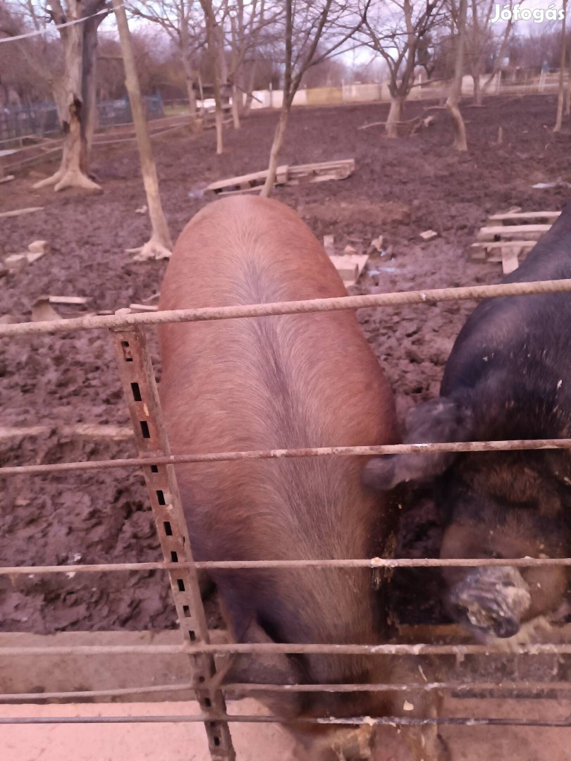 Duroc hízó eladó 