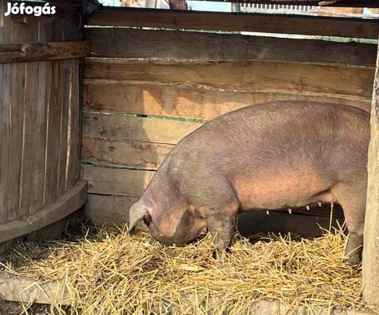 Duroc hízó eladó 