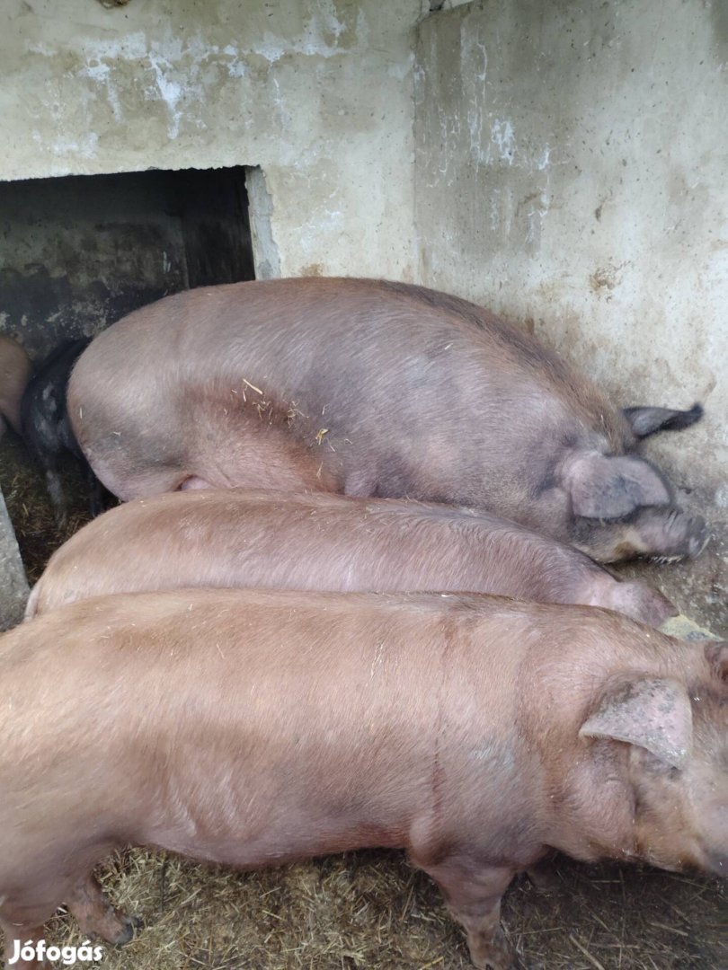 Duroc hízók eladók
