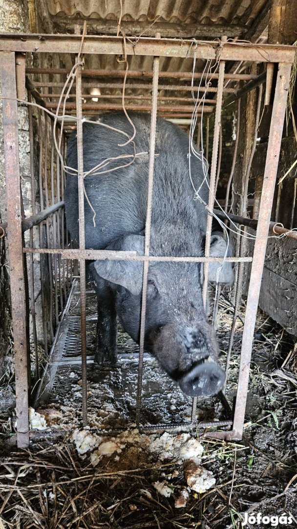 Duroc kan eladó! 