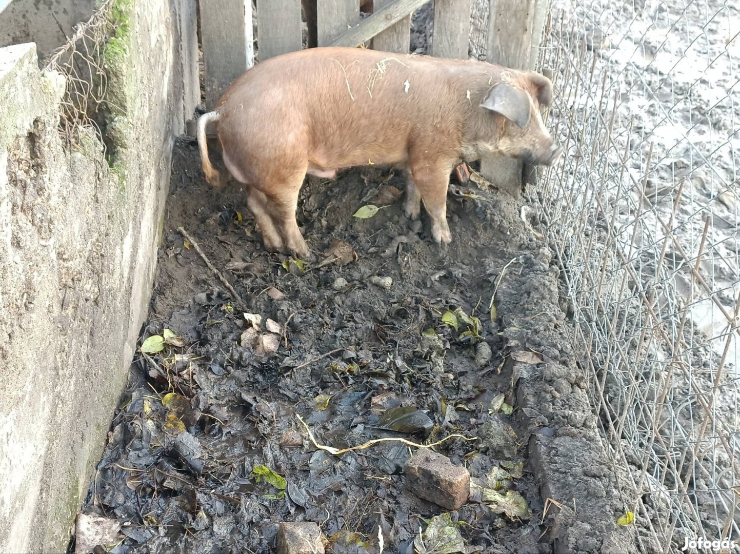 Duroc kan malac süldő durok