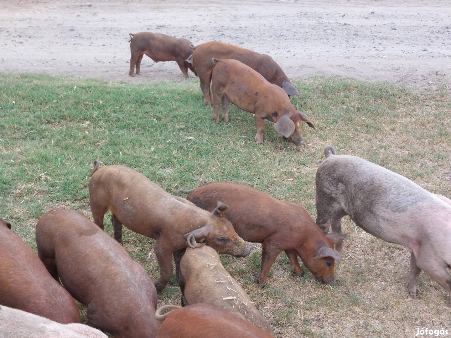 Duroc malacok eladók! 