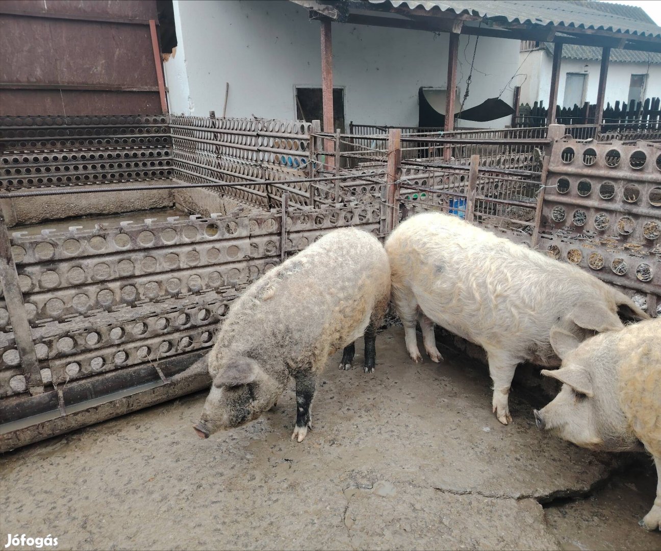 Duroc-mangalica eladó 