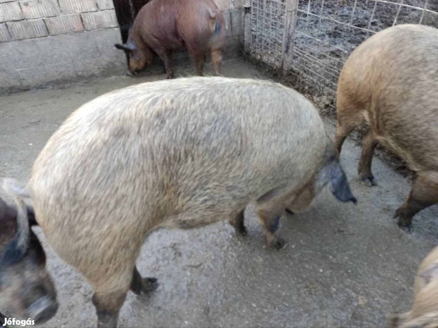 Duroc mangalica hízók eladók hízó