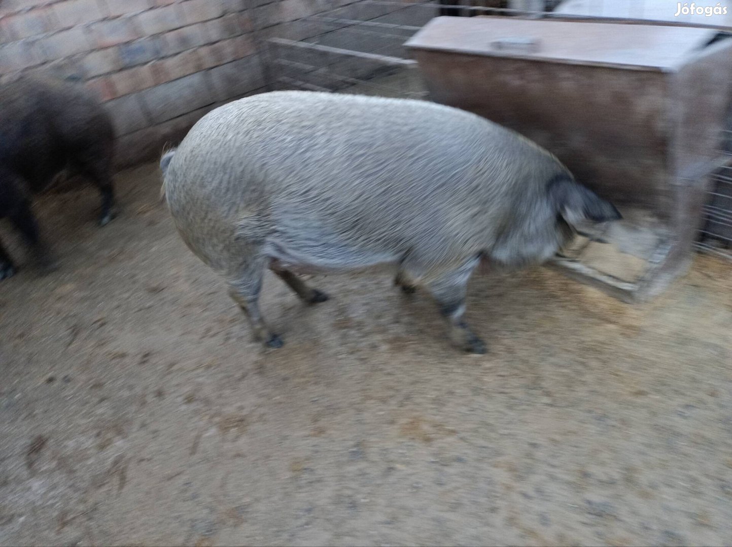 Duroc mangalica hízók eladók hízó vágó sertés disznó 