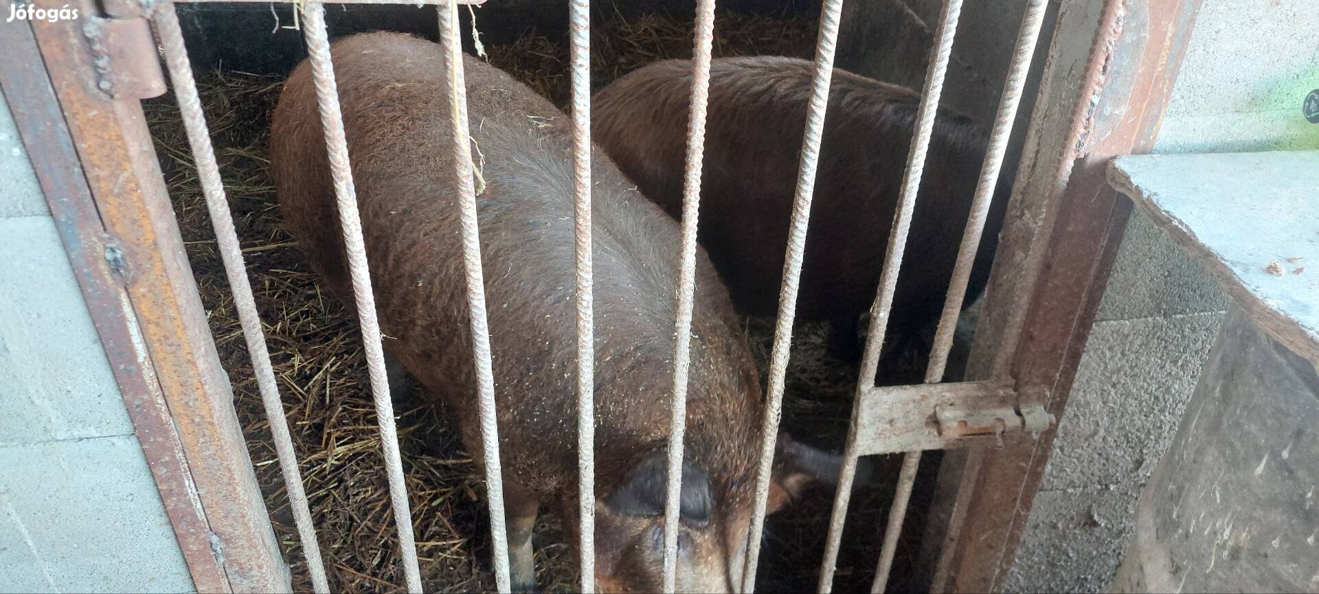 Duroc×mangalica hízók ólat keresnek