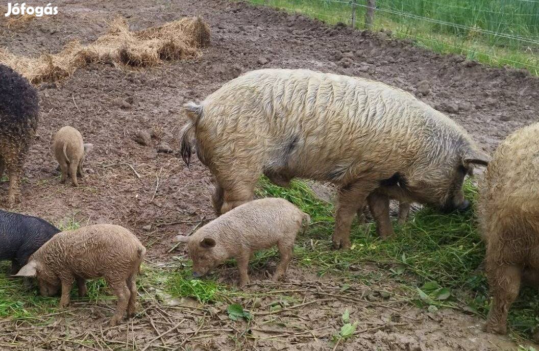 Duroc mangalica kan