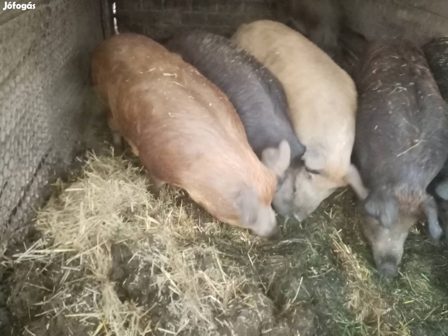 Duroc-mangalica keverék hízók 