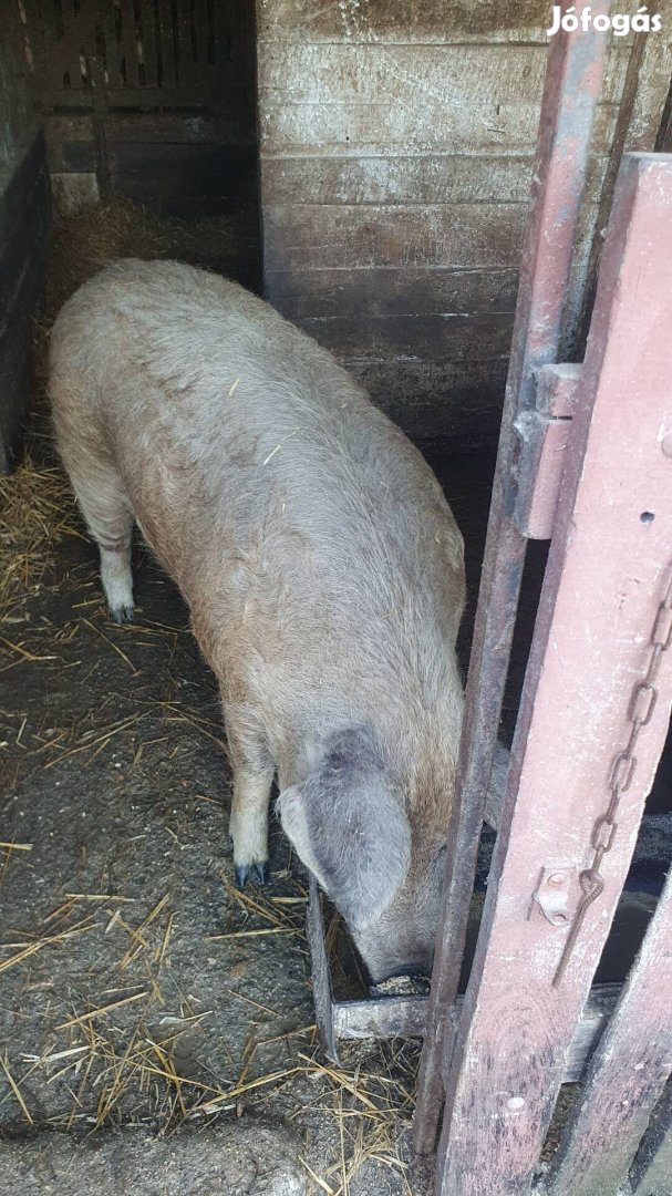 Duroc/mangalica koca hízó