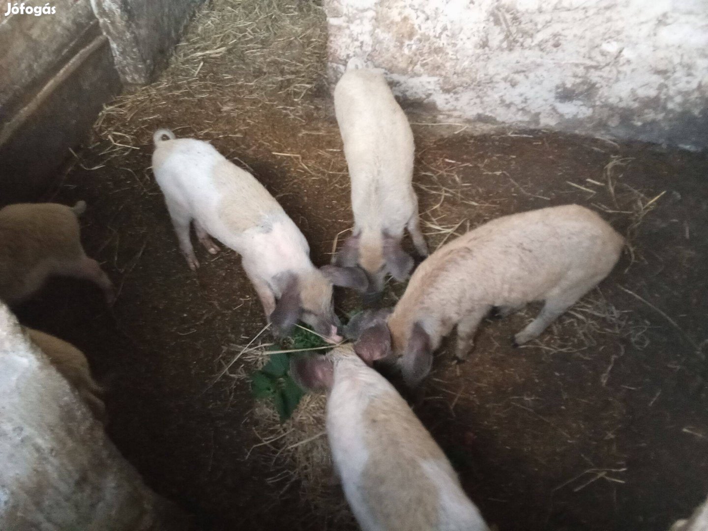 Duroc mangalica malac