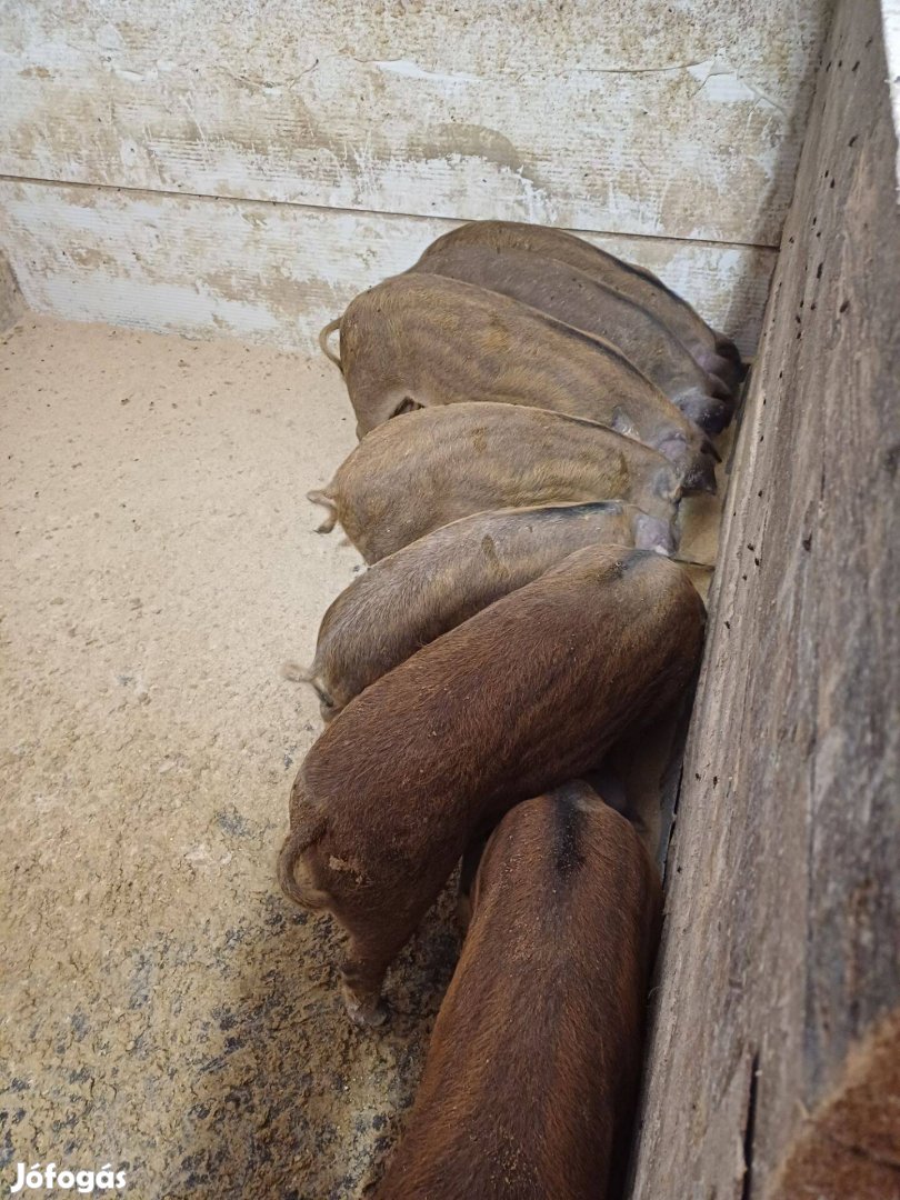 Duroc mangalica malac eladó