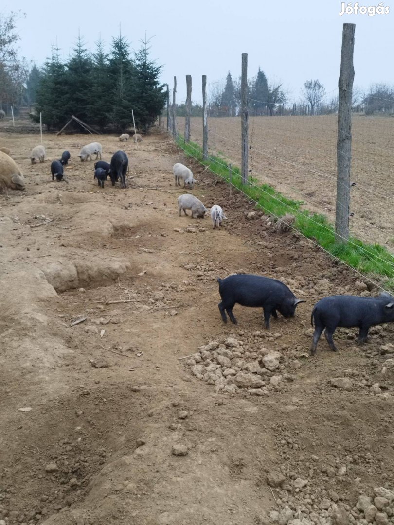 Duroc mangalica malacok