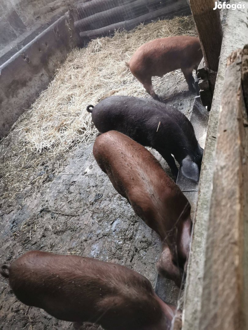 Duroc mangalica süldők