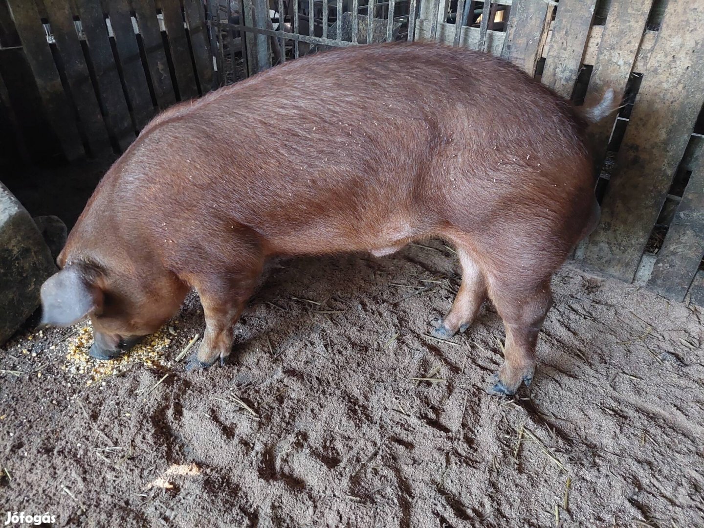 Duroc sperma 