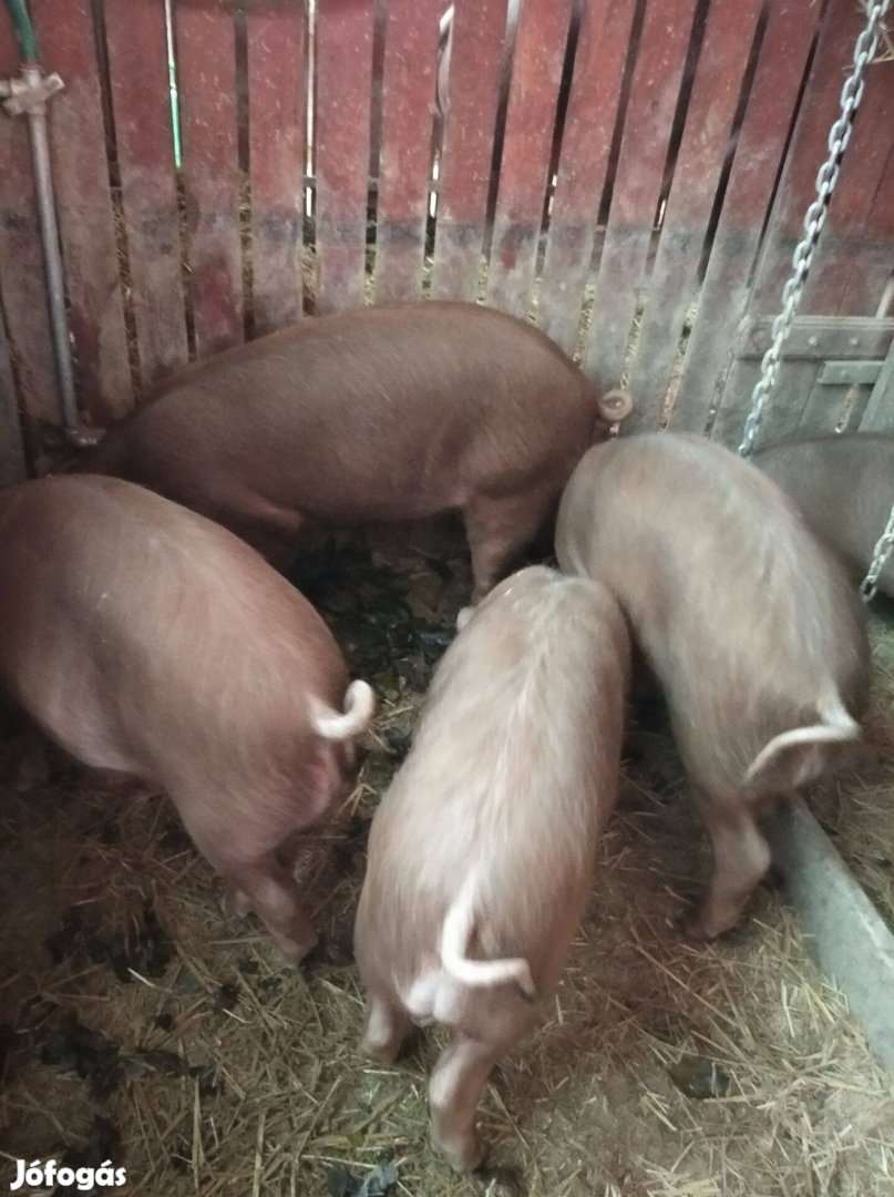 Duroc x Duroc 4db kan süldő eladó nyíregyházán. 1200ft/kg