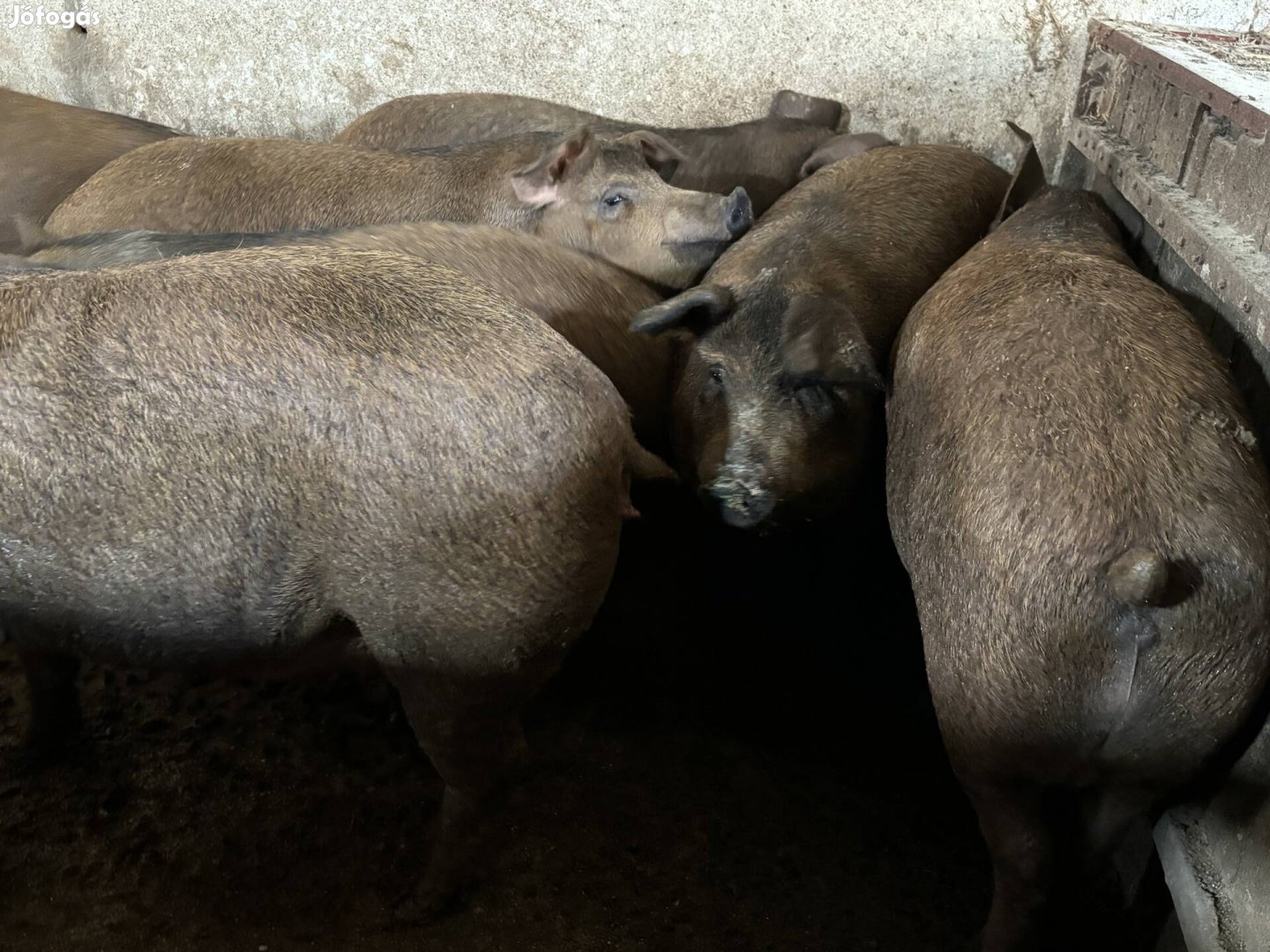 Duroc x Mangalica, fehér hízó