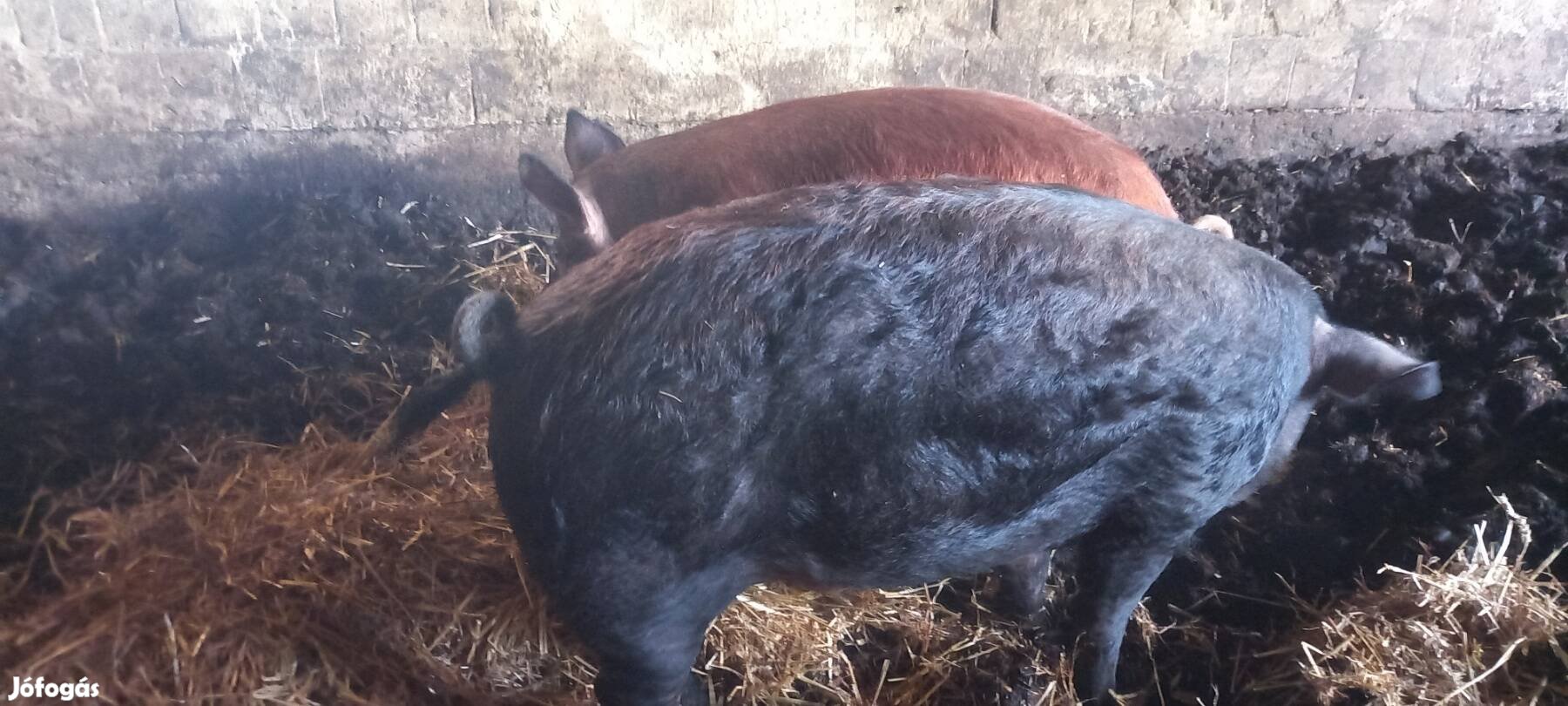 Duroc x mangalica ártány hízó 