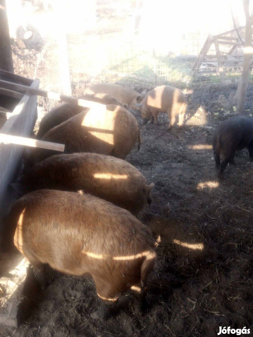 Duroc x mangalica hízó eladók