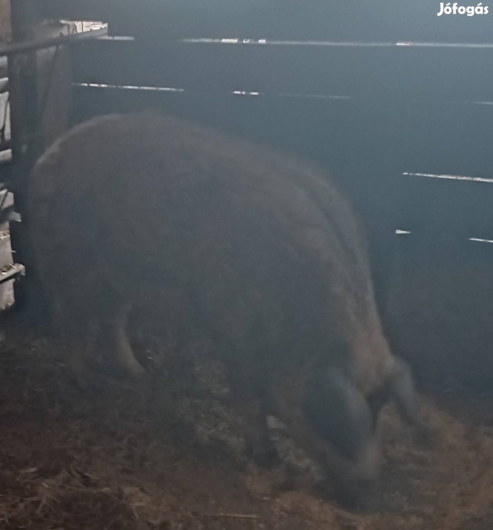 Durocxmangalica aktiv fedező kan